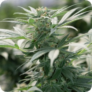 Emerald  Triangle  Cannabis  Seeds  Morning  Star