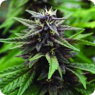 Emerald  Triangle  Cannabis  Seeds  Royal  Purple  Kush  Cbd