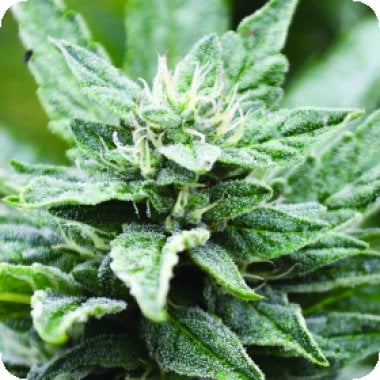 Emerald  Triangle  Cannabis  Seeds  San  Fernando  Valley  Og  Kush  X  Rpk