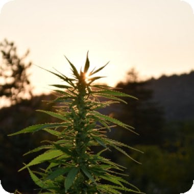 Emerald  Triangle  Cannabis  Seeds  Sherbet  Dip