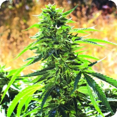 Emerald Triangle Cannabis Seeds Super Sour O G