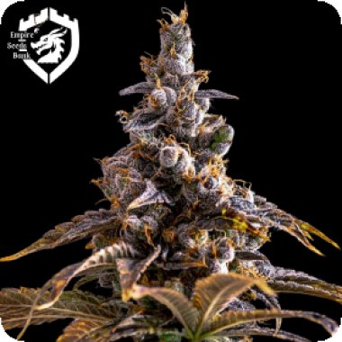 Empire  Cannabis  Seeds  Alien  Technology  X  Do  Si  Dos