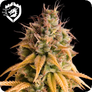 Empire  Cannabis  Seeds  Bonkers  Auto
