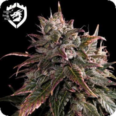 Empire  Cannabis  Seeds  Bubble  Bath