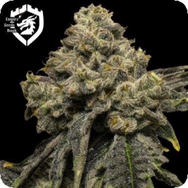 Empire  Cannabis  Seeds  Cheddar  Plum  Auto