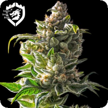 Empire  Cannabis  Seeds  Empire  Dragon