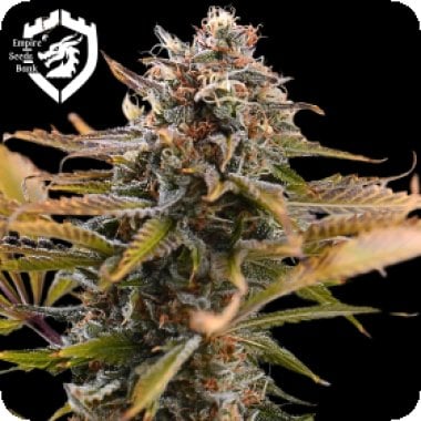 Empire  Cannabis  Seeds  Fatso