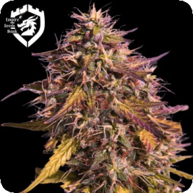 Empire  Cannabis  Seeds  Gas  Face