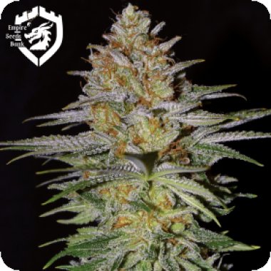 Empire  Cannabis  Seeds  Glitter  Bomb