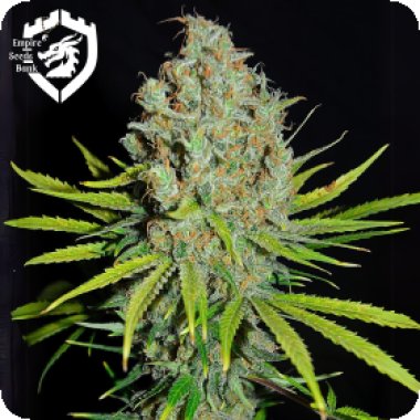 Empire  Cannabis  Seeds  Grape  Stomper