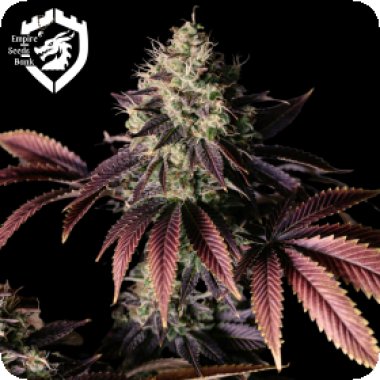 Empire  Cannabis  Seeds  Millionaire  Mindset