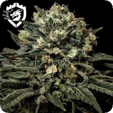 Empire  Cannabis  Seeds  Muddy  Waters