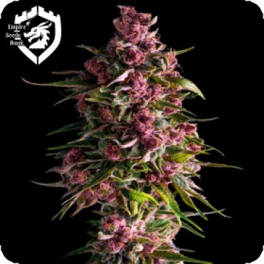 Empire  Cannabis  Seeds  Pink  Empire