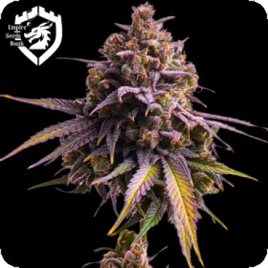 Empire  Cannabis  Seeds  Rs11  Auto