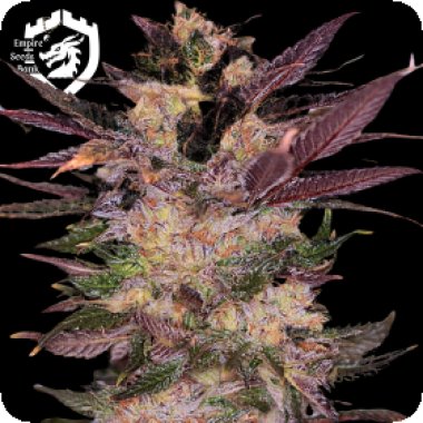 Empire  Cannabis  Seeds  Slapz