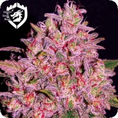 Empire  Cannabis  Seeds  Slurty
