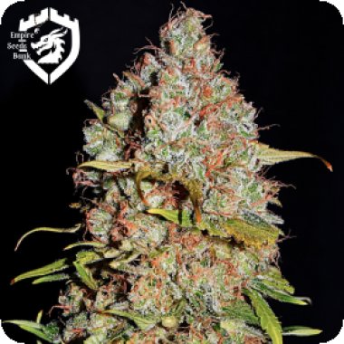 Empire  Cannabis  Seeds  White  Truffle