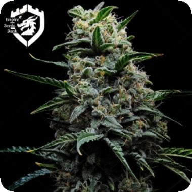Empire  Cannabis  Seeds  Zlushi