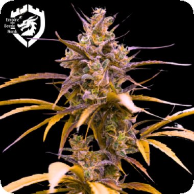 Empire  Cannabis  Seeds  Zoap  Auto