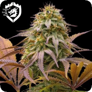 Empire  Cannabis  Seeds  Zoinks