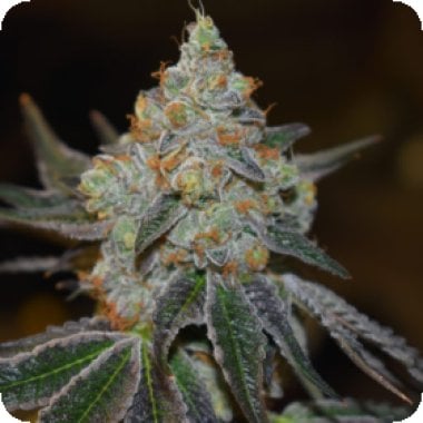 Expert  Cannabis  Seeds  Afghan  Skunk