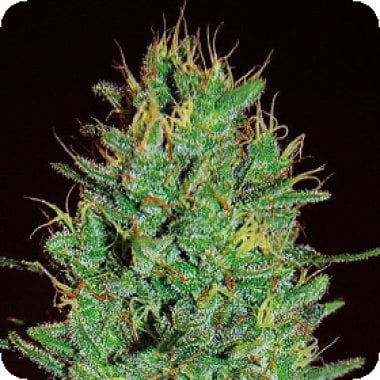 Expert Cannabis Seeds Amnesia Haze