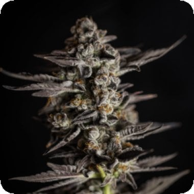 Expert  Cannabis  Seeds  Blue  Cheese