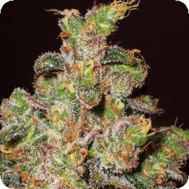 Expert  Cannabis  Seeds  Cheese