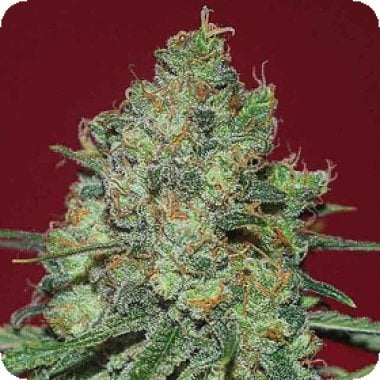 Expert  Cannabis  Seeds  Clinical  White  Cbd