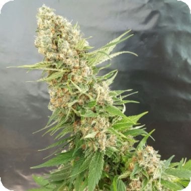 Expert  Cannabis  Seeds  Critical  Gorilla