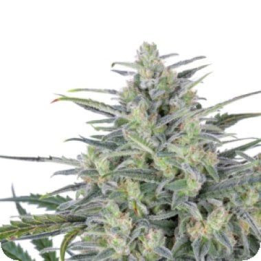 Expert  Cannabis  Seeds  Critical  Lights