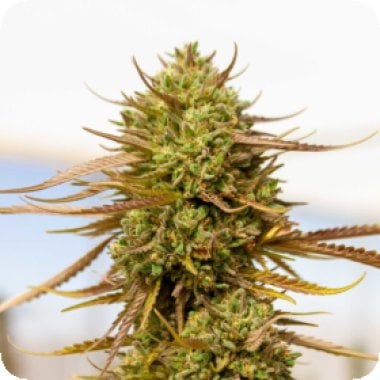 Expert  Cannabis  Seeds  Expert  Haze