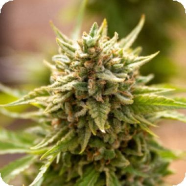 Expert  Cannabis  Seeds  Fruit  Salad