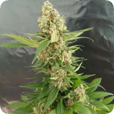 Expert  Cannabis  Seeds  Gorilla  Ice  Cream