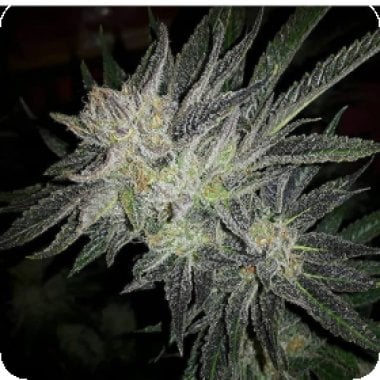 Expert  Cannabis  Seeds  Gorilla  X  White  Widow