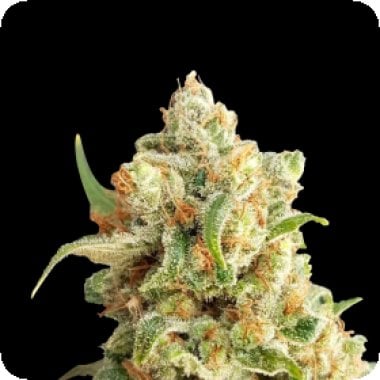 Expert  Cannabis  Seeds  New  York  Diesel  Auto