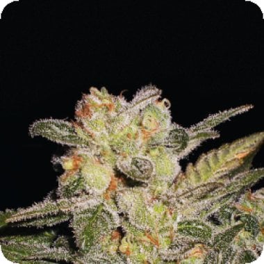 Expert  Cannabis  Seeds  Northern  Lights  Auto