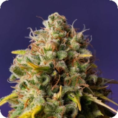 Expert Cannabis Seeds Northern Lights X Big Bud Auto