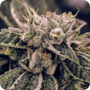 Expert Cannabis Seeds Northern Lights