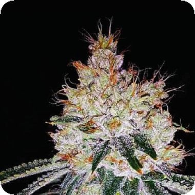 Expert Cannabis Seeds Ogesus Auto