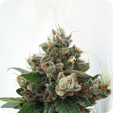 Expert Cannabis Seeds Respect 4 Gorilla