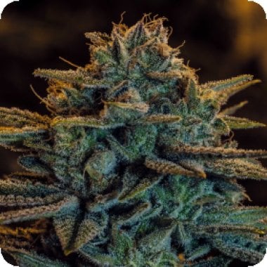 Expert Cannabis Seeds Sweet Zombie