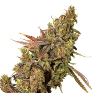 Expert Cannabis Seeds White Gold