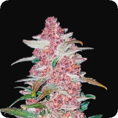 Fast Buds Cannabis Seeds Blackberry