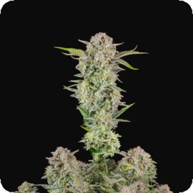 Fast  Buds  Cannabis  Seeds  Bruce  Banner