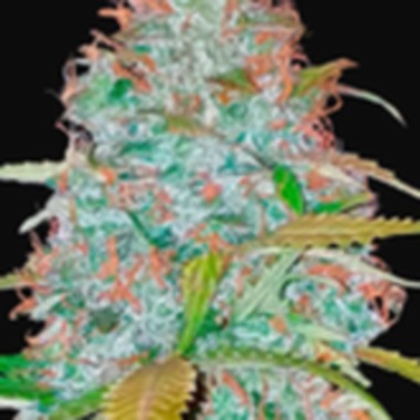 Fast Buds Cannabis Seeds California Snow