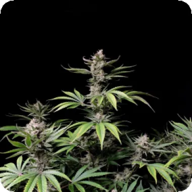 Fast  Buds  Cannabis  Seeds  Cherry  Cola  Auto