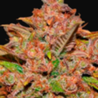 Fast Buds Cannabis Seeds Crystal M E T H