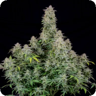 Fast  Buds  Cannabis  Seeds  Forbidden  Runtz