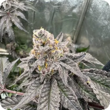 Gary Sherbet Feminised Seeds